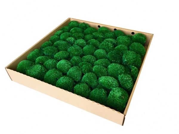 Premium Preserved Alpine Pillow Moss  Moss Dark Green 0,6m2 Large Wholesale Box